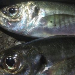 釣りデビュー　131日目