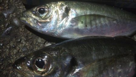 釣りデビュー　131日目