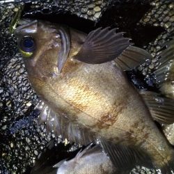 雨上がりのメバルスプーニング&アジ