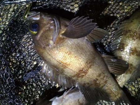 雨上がりのメバルスプーニング&アジ