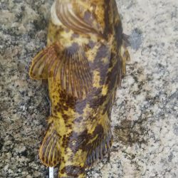 春と言う名の根魚を求めて