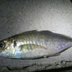 釣りデビュー　132日目