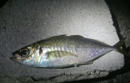 釣りデビュー　132日目