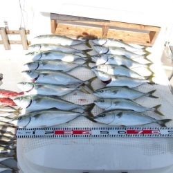 SOUTH釣果 欲張りプラン