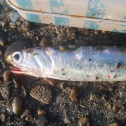 釣りデビュー　135日目