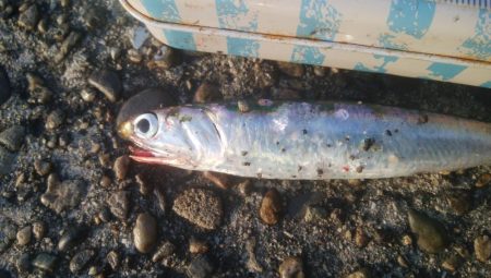 釣りデビュー　135日目