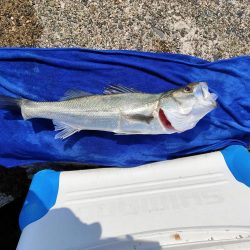 ダイソーメタルバイブでボラスレ