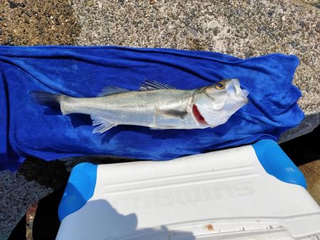 ダイソーメタルバイブでボラスレ