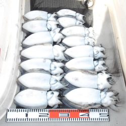 SOUTH 乗合便3名様釣果