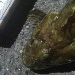 釣りデビュー 138日目