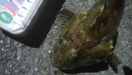 釣りデビュー 138日目