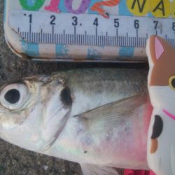 釣りデビュー　139日目