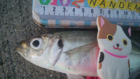 釣りデビュー　139日目