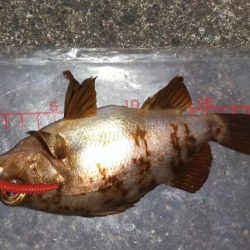 突風メバリング