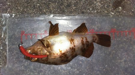 突風メバリング