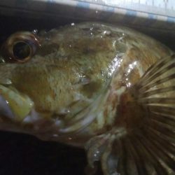 釣りデビュー　141日目