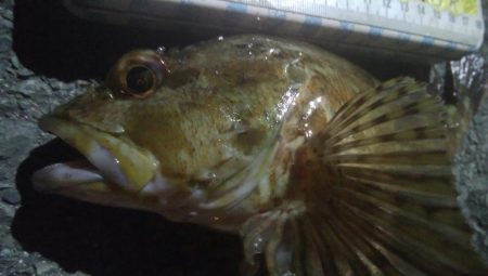 釣りデビュー　141日目