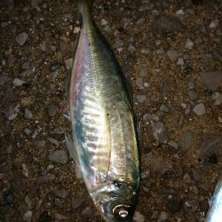 アジ少し安定？