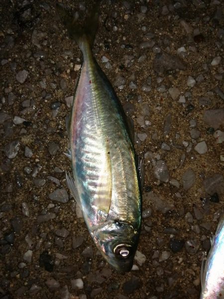 アジ少し安定？