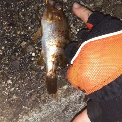 小雨カサゴリング