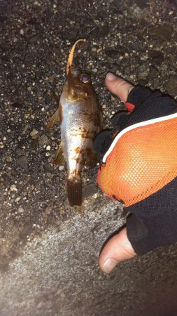 小雨カサゴリング