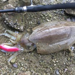 A.P.P フィッシングガイドサービス　イカチェックへRIDEON！