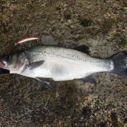 A.P.P フィッシングガイドサービス 上五島町 カヤックヒラスズキ RIDEON!