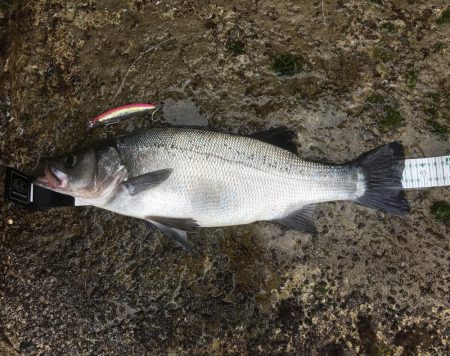 A.P.P フィッシングガイドサービス 上五島町 カヤックヒラスズキ RIDEON!