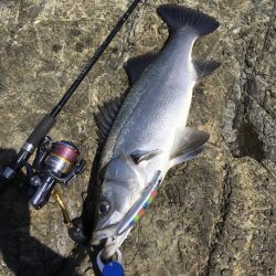 A.P.Pフィッシングガイドサービス　ロックショアゲームのポイントチェックにRIDEON！