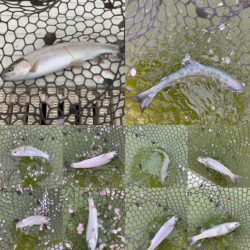 服部緑地　結構活性高い