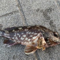 コスモ　ガジラ昨年より型が小さい