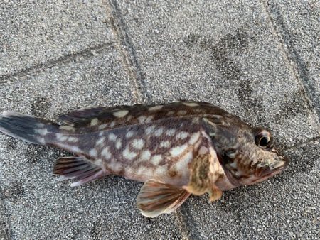 コスモ　ガジラ昨年より型が小さい