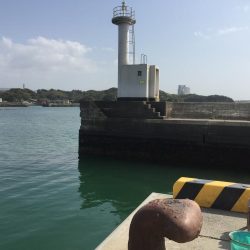 良型コノシロ10匹