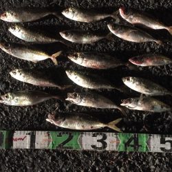 タチウオ90㎝1匹、アジ16匹（良型含む）