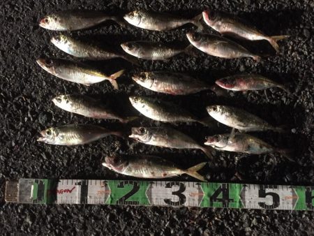 タチウオ90㎝1匹、アジ16匹（良型含む）