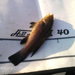 チヌ狙いで何故かサヨリ！