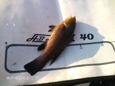 チヌ狙いで何故かサヨリ！