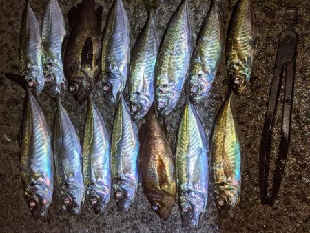 姫路市でアジング