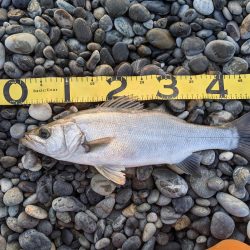 ヒラスズキ狙い