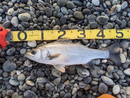 ヒラスズキ狙い