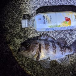 尺アジでたよ(・x・*)