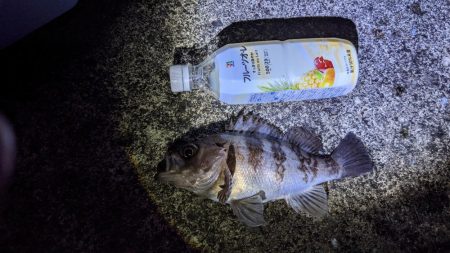 尺アジでたよ(・x・*)