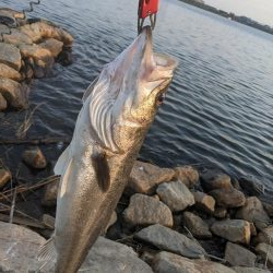 強制ボラリバンウンド