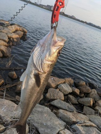 強制ボラリバンウンド