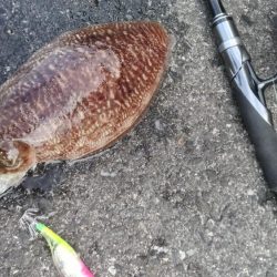 コウイカエギング