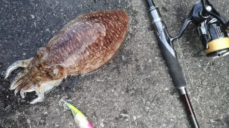 コウイカエギング