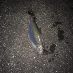 久しぶりの魚