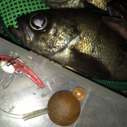 フロートでメバル