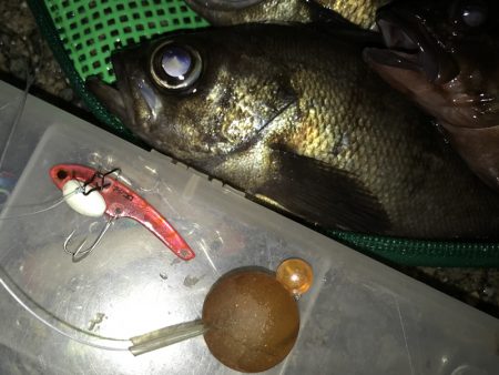 フロートでメバル