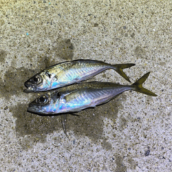 爆風島アジング